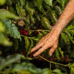 Mão colhe frutos maduros de café em um cafeeiro durante a safra.