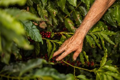 Mão colhe frutos maduros de café em um cafeeiro durante a safra.