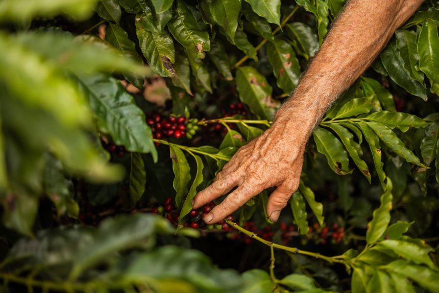 Mão colhe frutos maduros de café em um cafeeiro durante a safra.