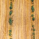 Vista aérea de fileiras de agave em um campo amplo e ressecado durante o dia.