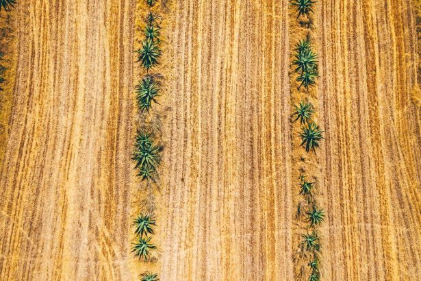 Vista aérea de fileiras de agave em um campo amplo e ressecado durante o dia.