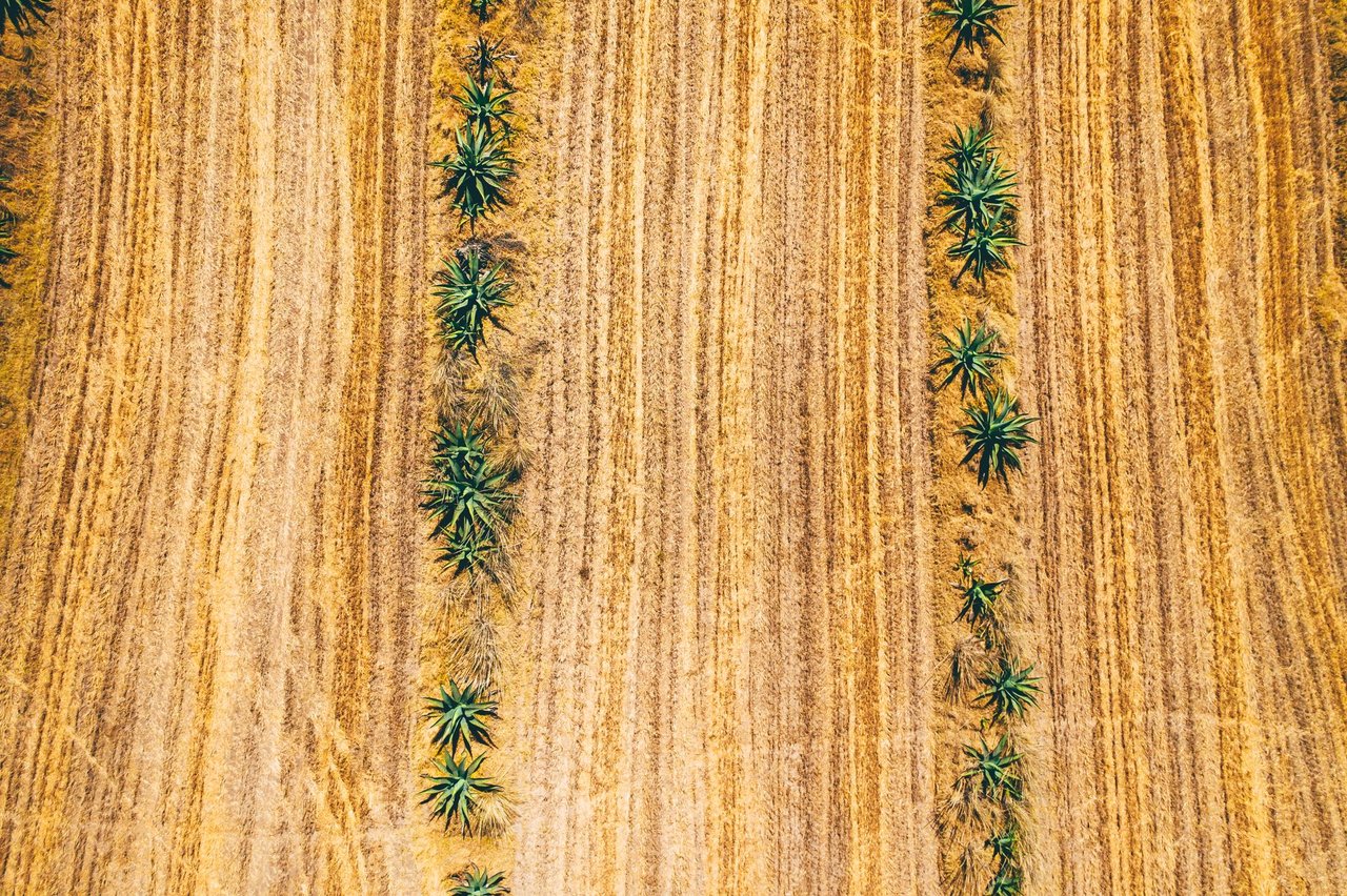 Vista aérea de fileiras de agave em um campo amplo e ressecado durante o dia.