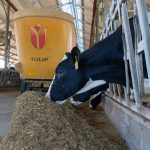 Vacas Holandesas se alimentam em um estábulo moderno diante de um misturador de ração.