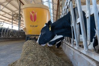 Vacas Holandesas se alimentam em um estábulo moderno diante de um misturador de ração.