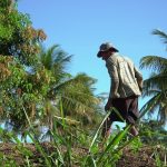 Agricultor cuida de uma plantação sob o sol em uma área rural brasileira.