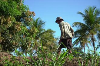 Agricultor cuida de uma plantação sob o sol em uma área rural brasileira.