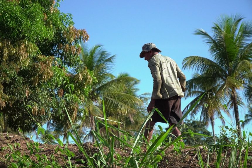 Agricultor cuida de uma plantação sob o sol em uma área rural brasileira.