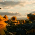 Campo extenso de girassóis dourados ao entardecer, com árvores ao fundo.
