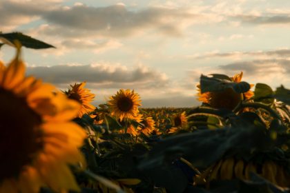 Campo extenso de girassóis dourados ao entardecer, com árvores ao fundo.
