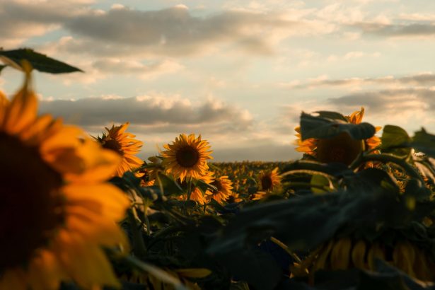 Campo extenso de girassóis dourados ao entardecer, com árvores ao fundo.