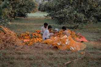 Três pessoas colhem laranjas maduras em um pomar rural.